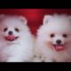 CUTEST PUPPIES EVER || WORLD'S CUTEST DOG YOU HAVE NEVER SEEN 😍
