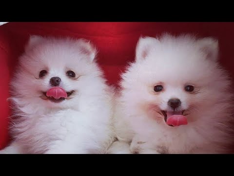 CUTEST PUPPIES EVER || WORLD'S CUTEST DOG YOU HAVE NEVER SEEN 😍