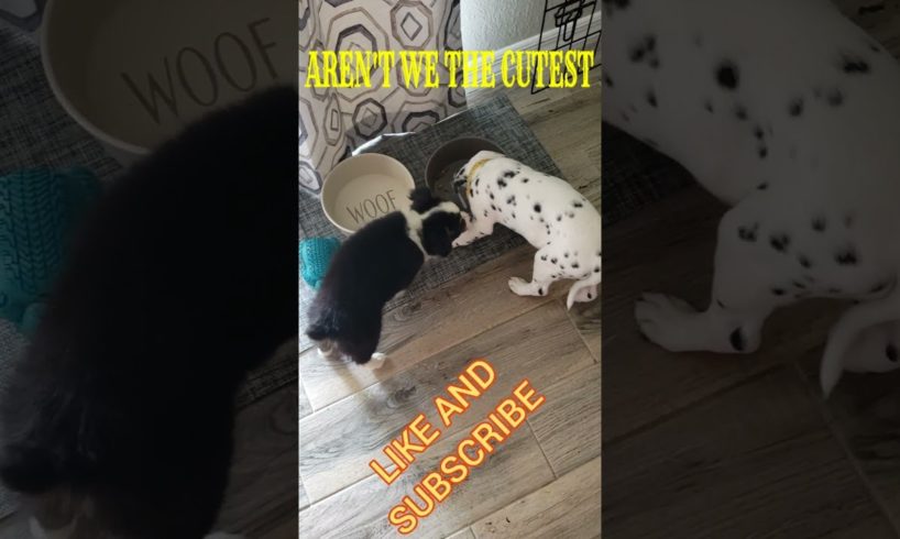 CUTEST PUPPIES EVER #shorts SYLVIE THE DALMATIAN AND ROCKY THE MINI AUSSIE