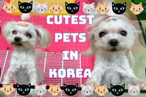 CUTEST Pets in Korea| Korean Pet Shops Vlog