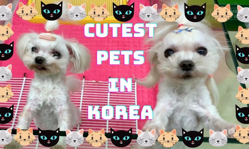 CUTEST Pets in Korea| Korean Pet Shops Vlog