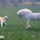 Caballo miniatura le encanta recibir besos de su perro favorito | El Dodo