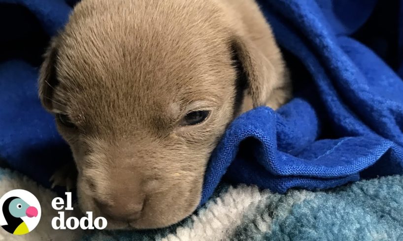 Cachorra más pequeña de todos los tiempos crece hasta ser hermosa | El Dodo