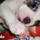 Cachorro pequeño y mordelon elige a su persona | Pequeño y Valiente | El Dodo