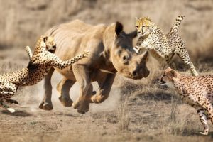 Can Three Cheetahs Attack A Big Rhino  Animal Fights