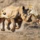 Can Three Cheetahs Attack A Big Rhino  Animal Fights