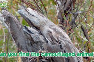 Can you find the camouflaged animals?