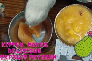 🤤🤤Cat Cooks Jackfruit Payasam | Delicious Chakka payasam #southindianrecipe #recipe #streetfoodindia
