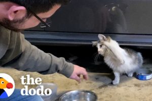 Cat Does The Funniest Thing When His Parents Get Him A New Brother | The Dodo