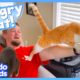 Cat Won't Stop Until He Eats Everything In The House! | Animal Videos | Dodo Kids
