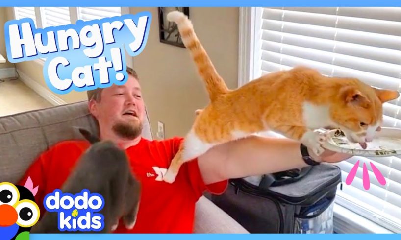 Cat Won't Stop Until He Eats Everything In The House! | Animal Videos | Dodo Kids