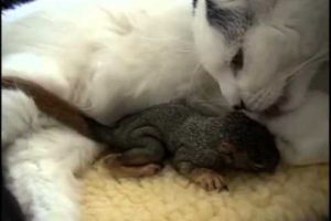 Cat rescues baby squirrel - Mary Cummins, Animal Advocates