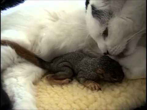 Cat rescues baby squirrel - Mary Cummins, Animal Advocates