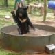 Celebrating 20 years of incredible bear rescues with Animals Asia