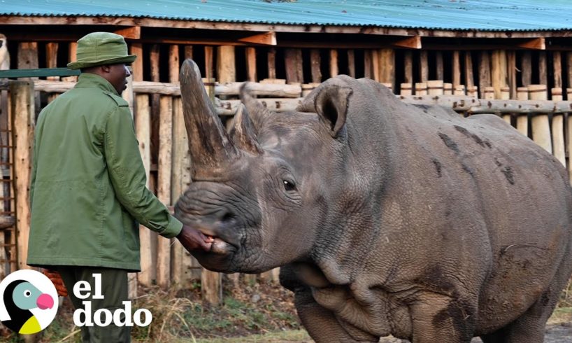 Chico cuida a los dos últimos rinocerontes blancos del norte de la Tierra | Dodo Héroes | El Dodo
