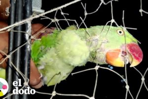 Chico rescata a un loro sediento enredado en una red | El Dodo