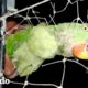 Chico rescata a un loro sediento enredado en una red | El Dodo