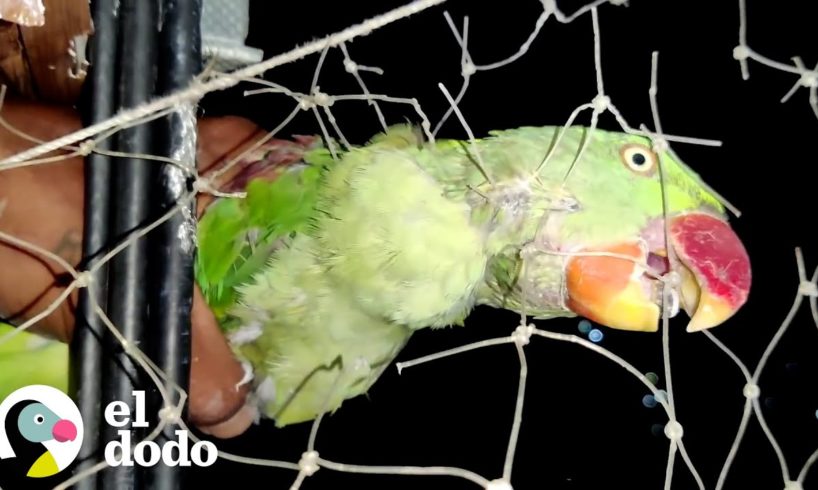 Chico rescata a un loro sediento enredado en una red | El Dodo