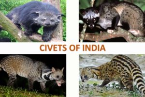 Civets of India 🇮🇳 | Mammals | Indian Animals