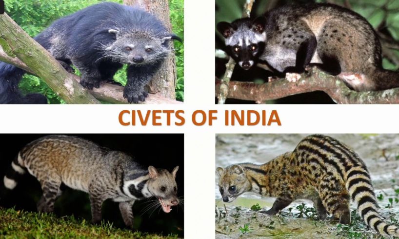 Civets of India 🇮🇳 | Mammals | Indian Animals