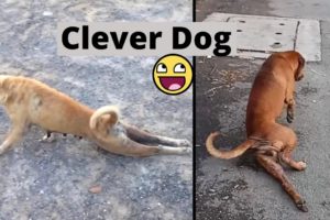 Clever Dog Fakes Broken Leg to Get Attention 😂 //