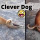 Clever Dog Fakes Broken Leg to Get Attention 😂 //