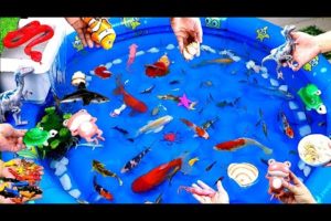 Colorful Cute Animals, Goldfish, Koi Fish, Turtle, Frog, Snake, Squid, Octopus, Starfish, Crab,Shirm