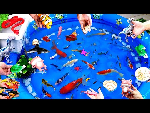 Colorful Cute Animals, Goldfish, Koi Fish, Turtle, Frog, Snake, Squid, Octopus, Starfish, Crab,Shirm