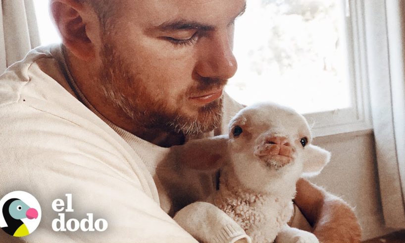 Cordero huérfano corre hacia su niño favorito como un dálmata | El Dodo