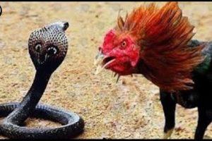 Courageous Rooster Leaps Forward To Hit A Big Snake || Wild Animals Fighting
