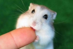 Cute And Funny Moments Of The Hamsters 2021 - CuteVN Animals