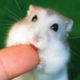 Cute And Funny Moments Of The Hamsters 2021 - CuteVN Animals