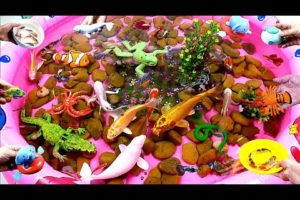 Cute Animals, Crocodile, Koi, Goldfish, Dolphin, Snake, Guppie, Crab, Clownfish, Frog, Thai Ali Fish