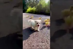 Cute Animals   Funny Animal Videos   Cute Animal Videos   So Cute Dog 10 😘 #shorts/狗和鸡