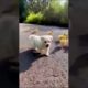 Cute Animals   Funny Animal Videos   Cute Animal Videos   So Cute Dog 10 😘 #shorts/狗和鸡