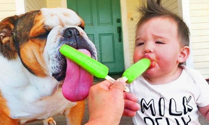 Cute Babies And Dog Playing Together || Funny Animals City