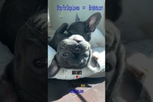 Cute Frenchie Videos 🐕 Ultimate Cutest PUPPIES Frenchie Dogs🐕 #Frenchie #Shorts #FunnyDogs