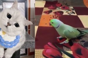 Cute Parrot Playing With Cat Baby Animals 🔴 Talking Parrots ❤️ #shorts #Youtubeshorts #loveBirds