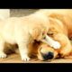 🐶Cute Puppies Doing Funny Things 2021🐶 #16 Cutest Dogs