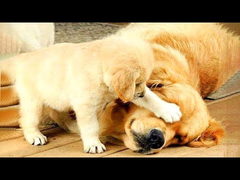 🐶Cute Puppies Doing Funny Things 2021🐶 #16 Cutest Dogs
