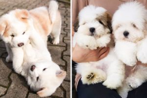 🐶Cute Puppies Doing Funny Things 2021🐶 #18 Cutest Dogs