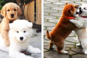 🐶Cute Puppies Doing Funny Things 2021🐶 #19 Cutest Dogs