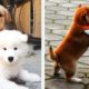 🐶Cute Puppies Doing Funny Things 2021🐶 #19 Cutest Dogs