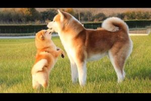 🐶Cute Puppies Doing Funny Things 2022🐶 #1 Cutest Dogs