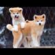 🐶Cute Puppies Doing Funny Things 2022🐶 #2 Cutest Dogs