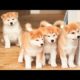 🐶Cute Puppies Doing Funny Things 2022🐶 #3 Cutest Dogs
