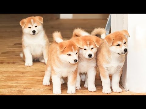 🐶Cute Puppies Doing Funny Things 2022🐶 #3 Cutest Dogs