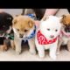 🐶Cute Puppies Doing Funny Things 2022🐶 #4 Cutest Dogs