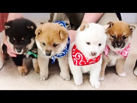 🐶Cute Puppies Doing Funny Things 2022🐶 #4 Cutest Dogs