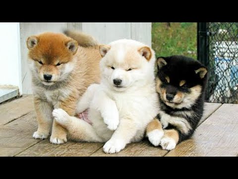 🐶Cute Puppies Doing Funny Things 2022🐶 #5 Cutest Dogs
